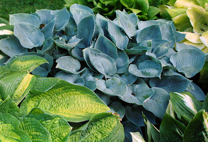 Hosta 'Hadspen Blue' con le sue foglie blu-argento in un giardino ombreggiato