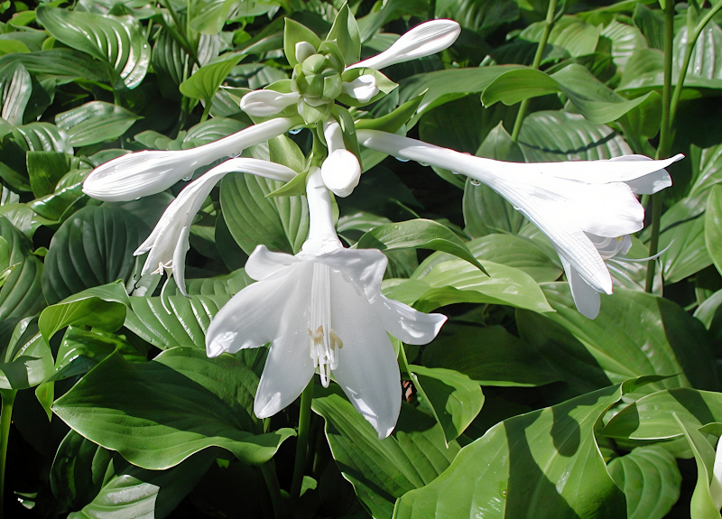 Hosta Royal Standard, fogliame verde brillante in giardino ombreggiato