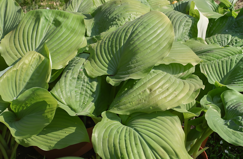 Hosta Sum And Substance con foglie gialle verdi grandi in un giardino ombroso