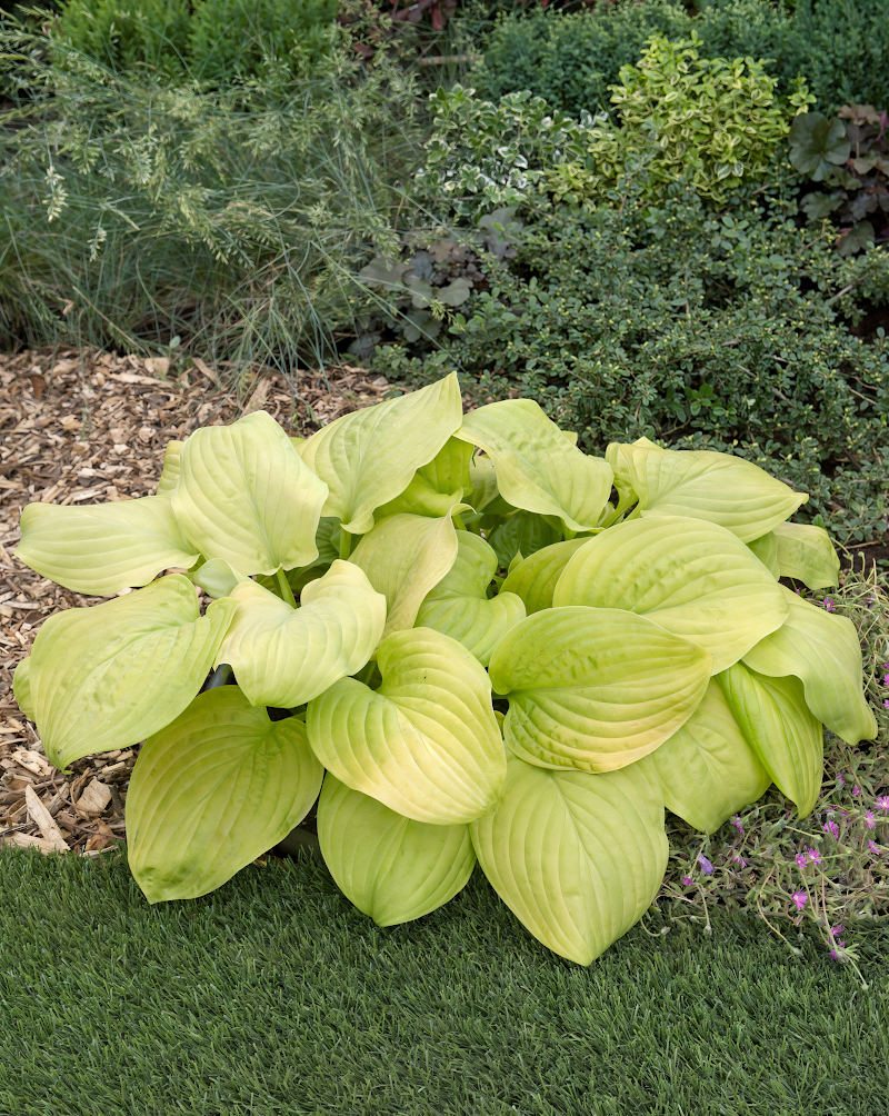 Hosta 'Tortilla Chip' con foglie dorate e fiori lavanda in un giardino ombroso