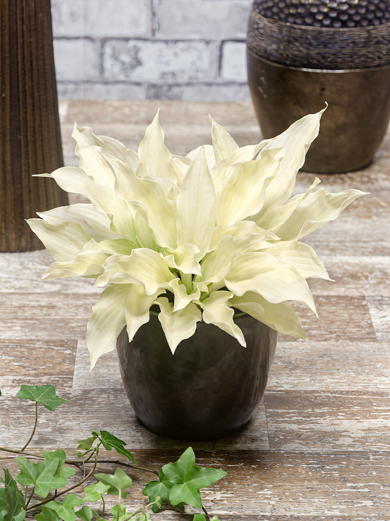 Hosta White Feather in primo piano, foglie bianche variegate, giardino ombroso