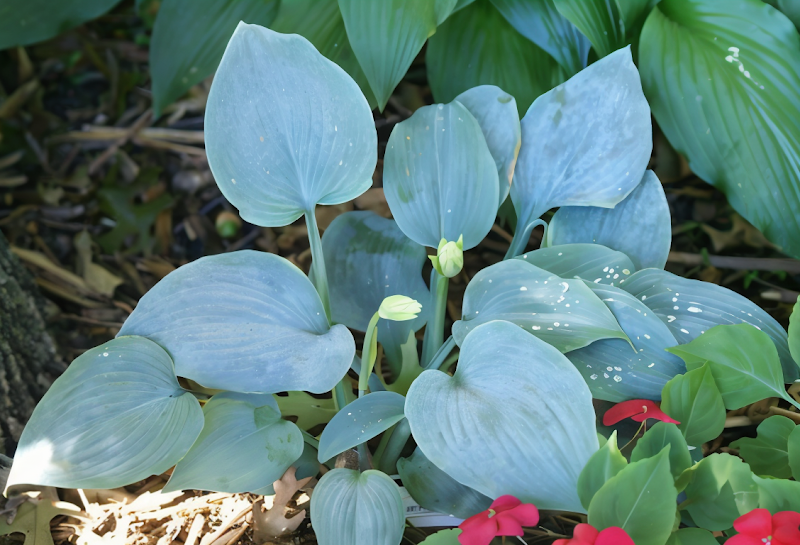 Hosta hybrida Fragrant Blue fogliame blu ceroso fiori bianchi profumati giardino ombra