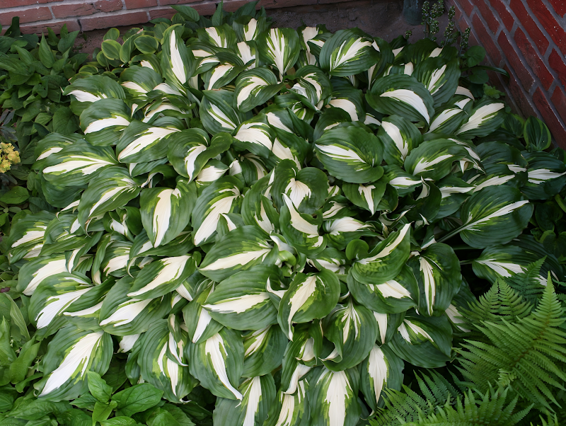 Hosta undulata 'Univittata' con foglie variegate in giardino ombreggiato