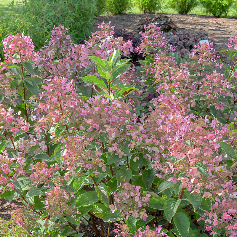 Hydrangea paniculata 'Wim's Red' in piena fioritura, colori dal bianco al rosso autunnale