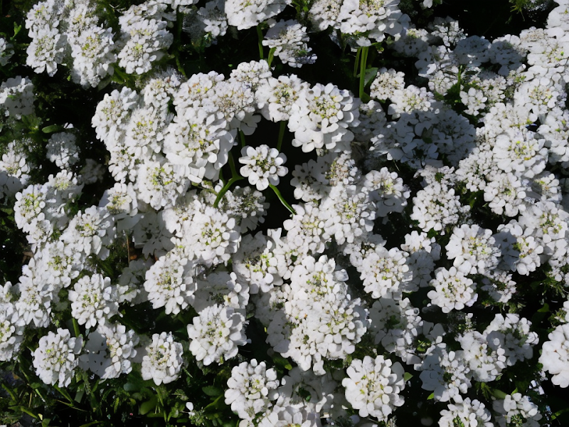 Iberis sempervirens 'Snowflake' in piena fioritura in un giardino roccioso.