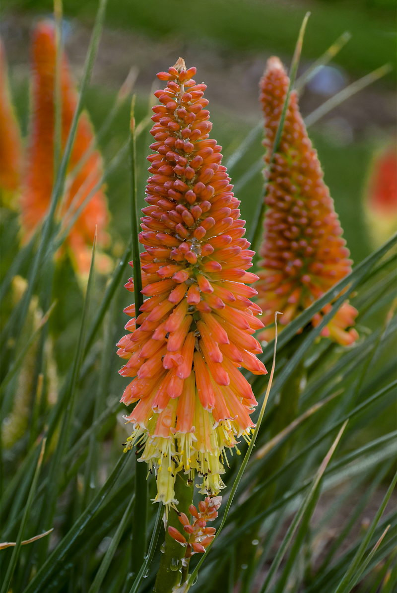 Kniphofia Pyromania Blackdraft in piena fioritura, colori vivaci arancioni e rossi