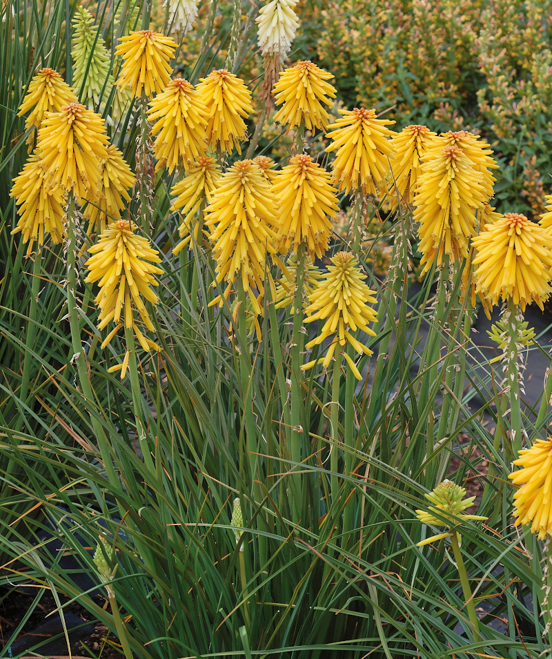 Kniphofia Banana Popsicle in piena fioritura, spighe giallo brillante nel giardino