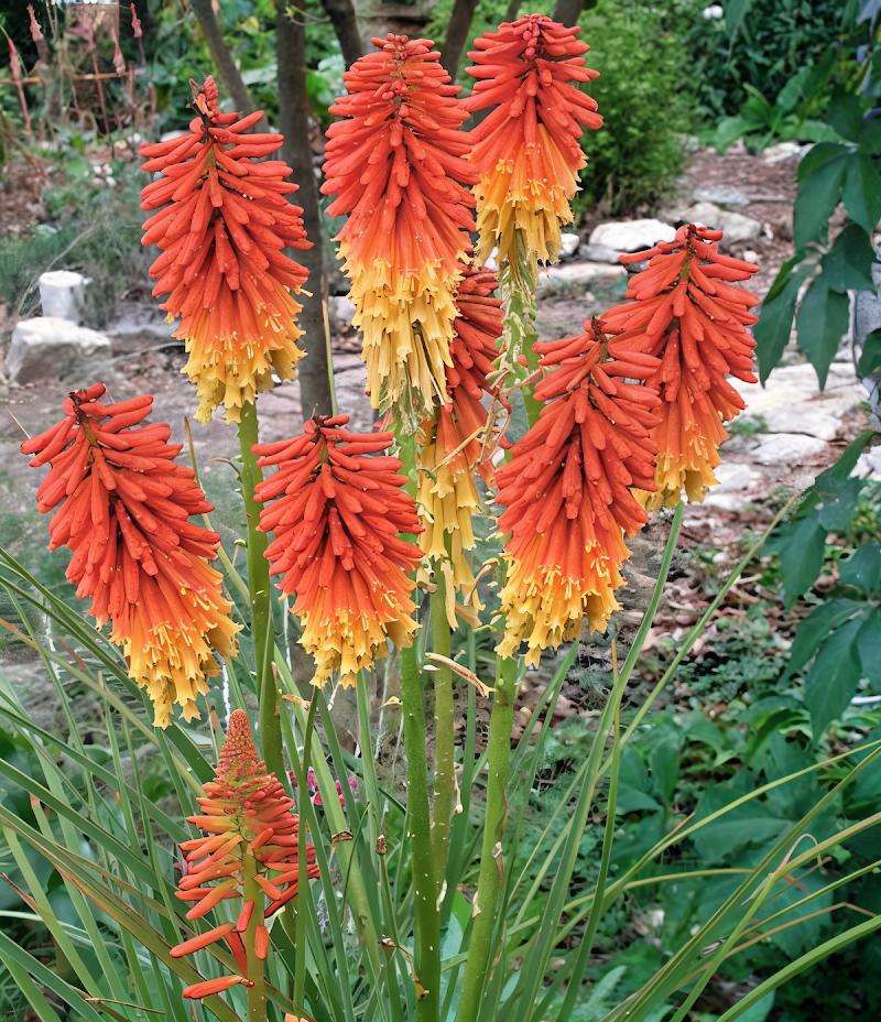 Kniphofia 'Papaya Popsicle' in piena fioritura con spighe arancioni e gialle nel giardino.