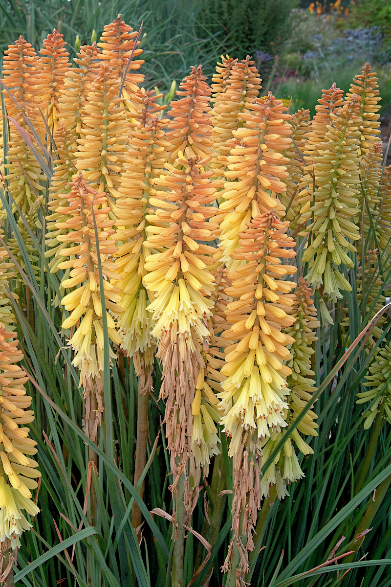 Kniphofia Pineapple Popsicle in piena fioritura con spighe giallo-arancio