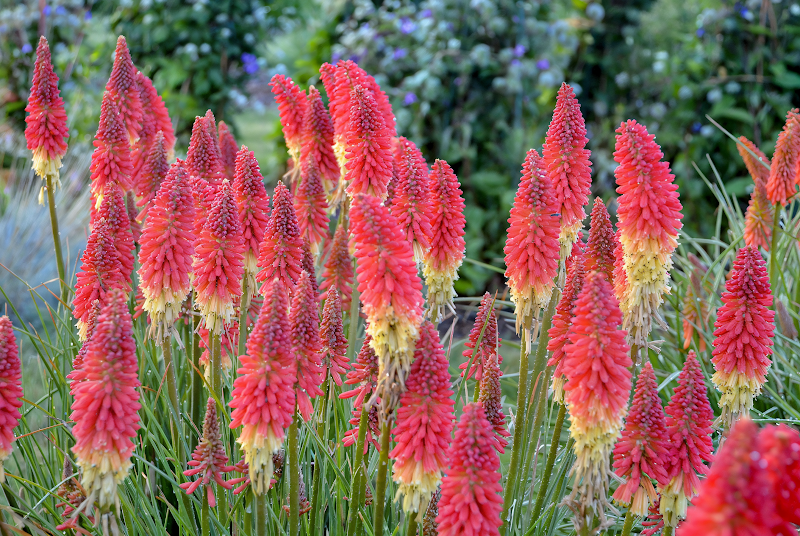 Kniphofia uvaria 'Pyromania Rocket's Red Glare' con spighe fiorite rosso fuoco in giardino