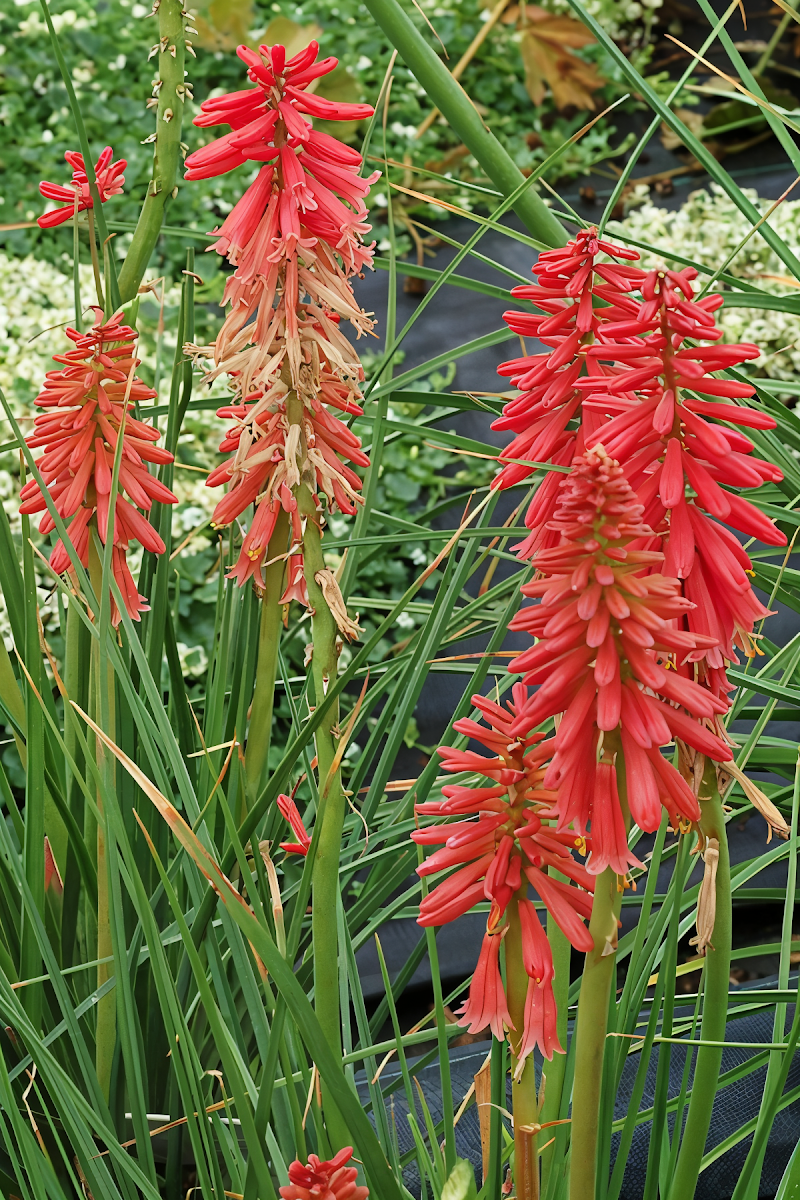 Kniphofia 'Redhot Popsicle' con spighe rosse vibranti in primo piano