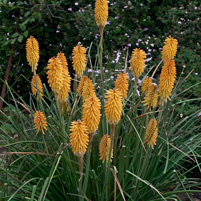 Kniphofia uvaria 'Echo Mango', vibrante pianta perenne da giardino con fiori arancioni e gialli.