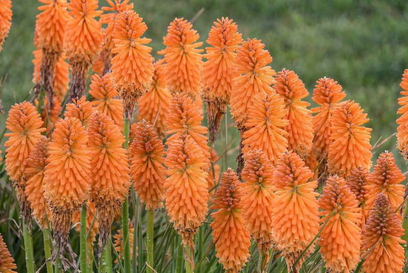 Kniphofia uvaria 'Pyromania Orange Blaze' in piena fioritura, colori vivaci nel giardino