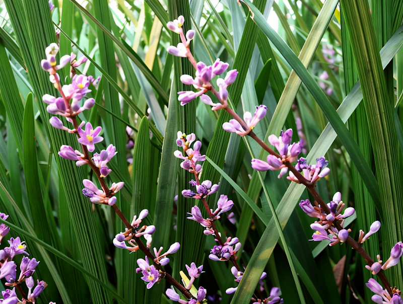 Liriope muscari 'Ingwersen' con spighe fiorite viola nel design di un giardino ombroso