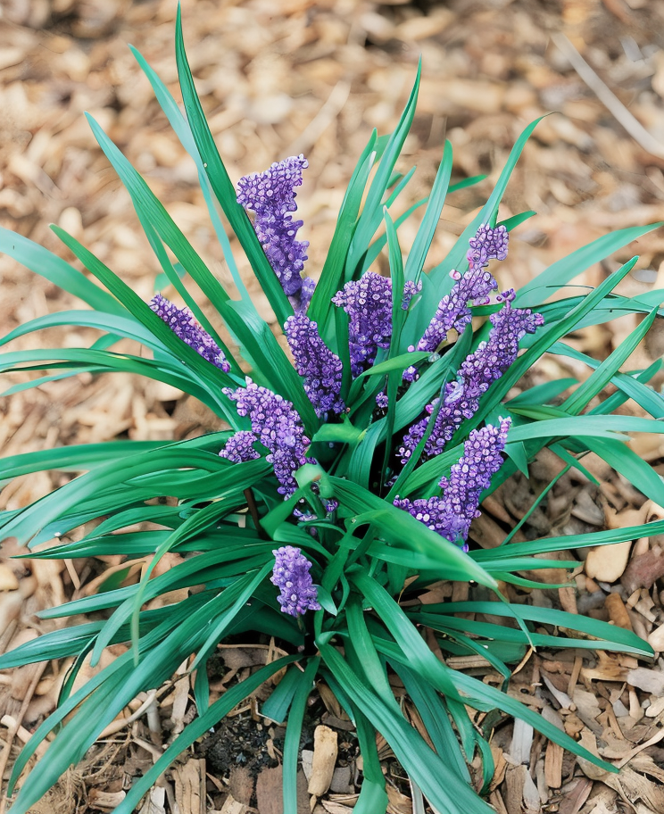Liriope muscari Royal Purple in fiore viola intenso in giardino