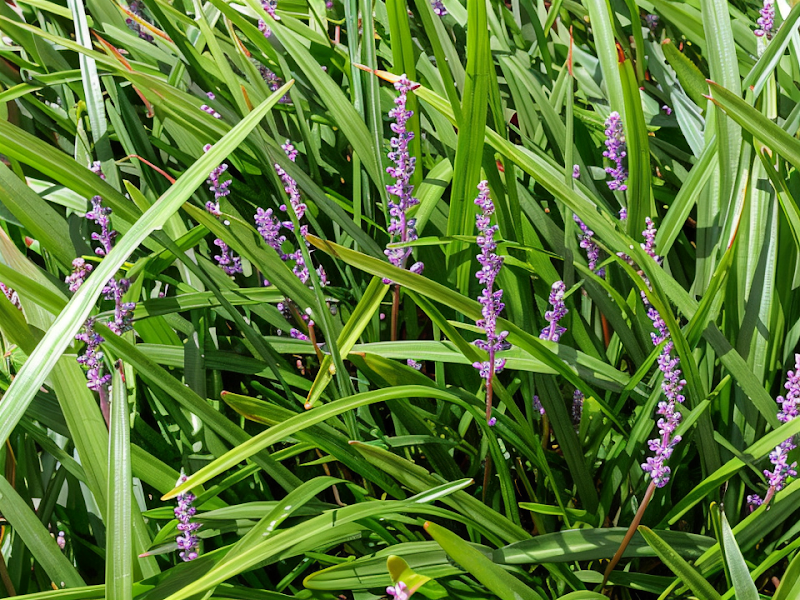 Liriope spicata perenne tappezzante in fiore per giardino