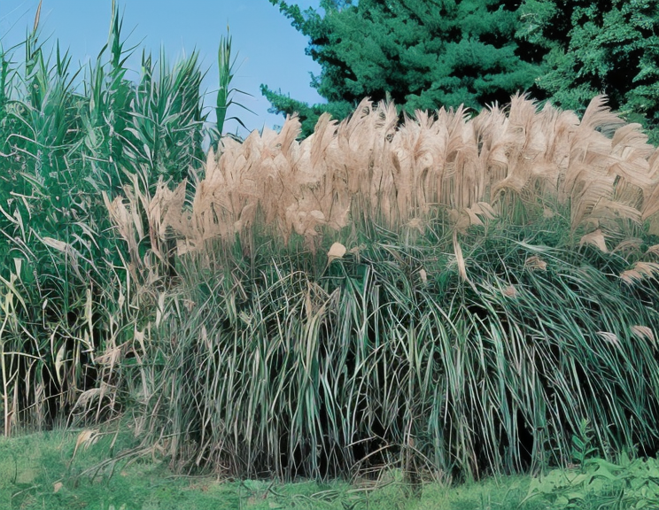 Miscanthus sinensis 'Malepartus' in piena fioritura autunnale con spighe rosa-argentate