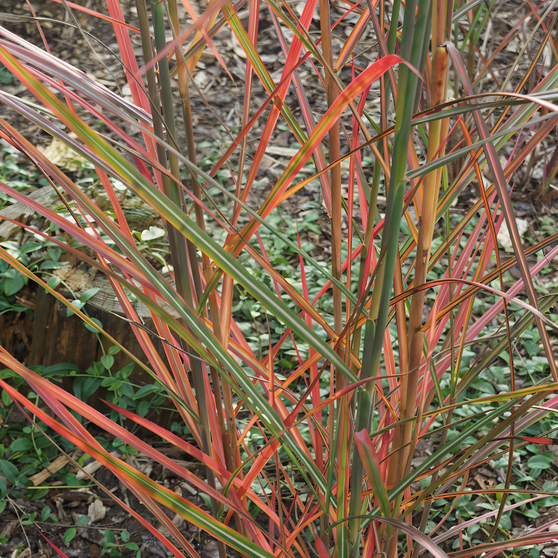 Miscanthus sinensis Neil Lucas in un giardino autunnale, piume argentate al sole
