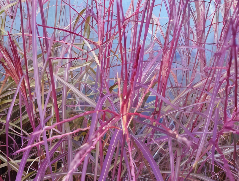 Miscanthus sinensis Purple Fall con infiorescenze piumose al tramonto