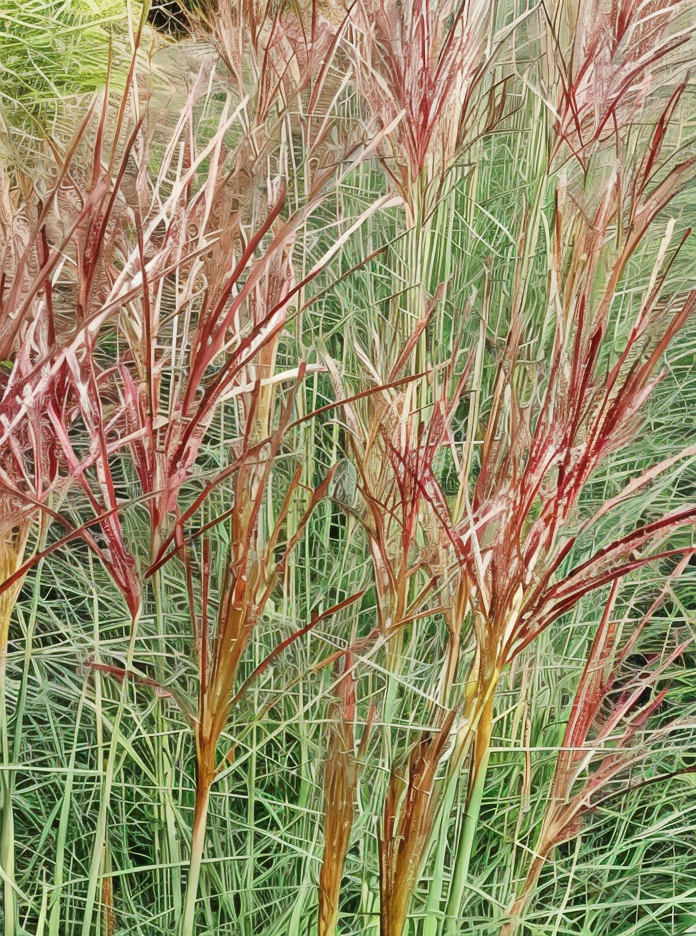 Miscanthus sinensis Sunlit Satin con foglie variegate in un giardino soleggiato