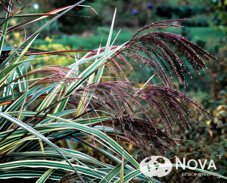 Miscanthus sinensis 'Variegatus' in pieno sole con fogliame striato