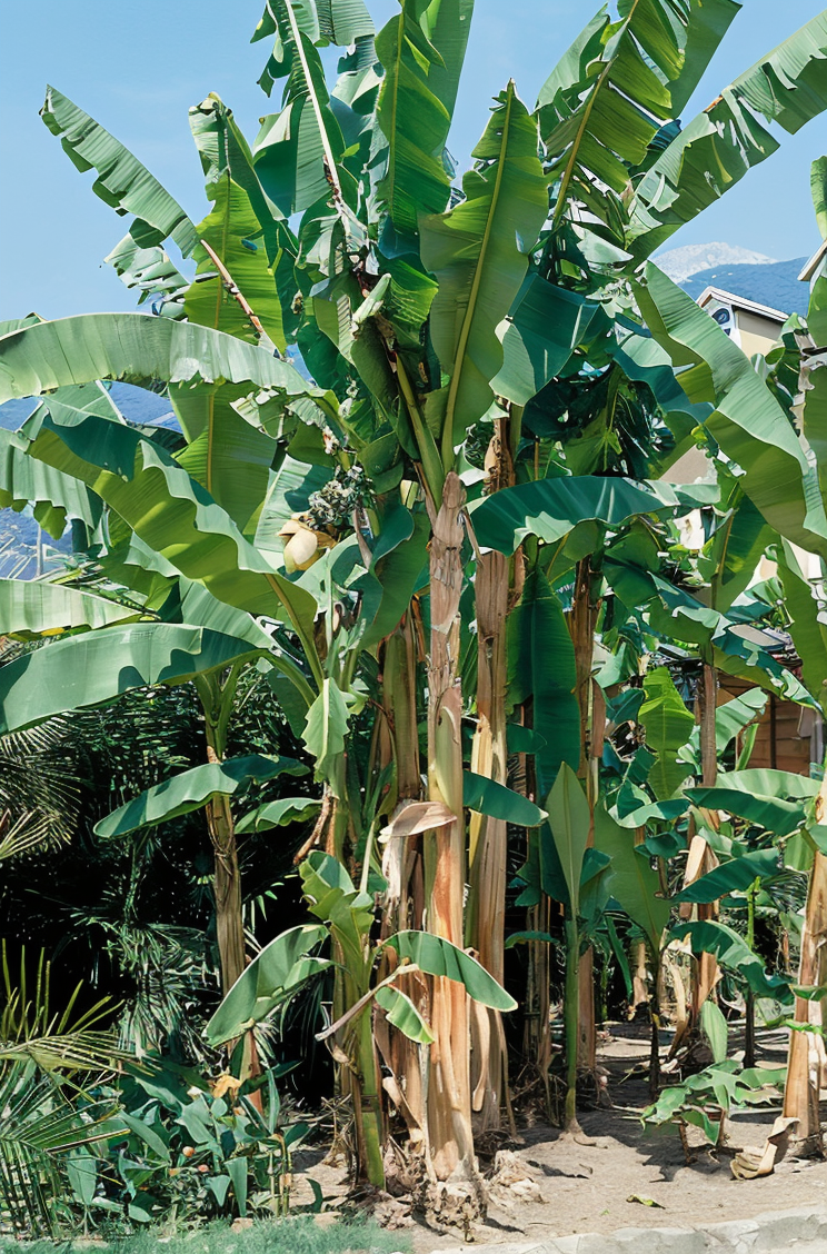 Musa basjoo pianta di banano giapponese in un giardino esotico