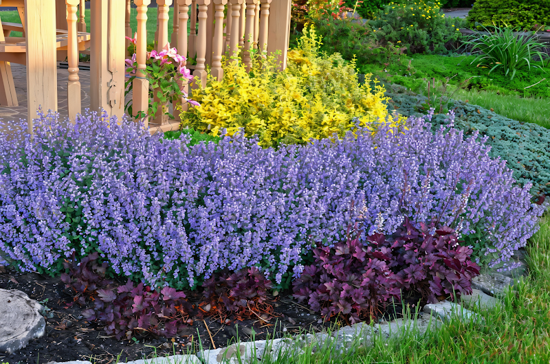 Nepeta x faassenii 'Purrsian Blue' in piena fioritura, un tocco di viola nel giardino.