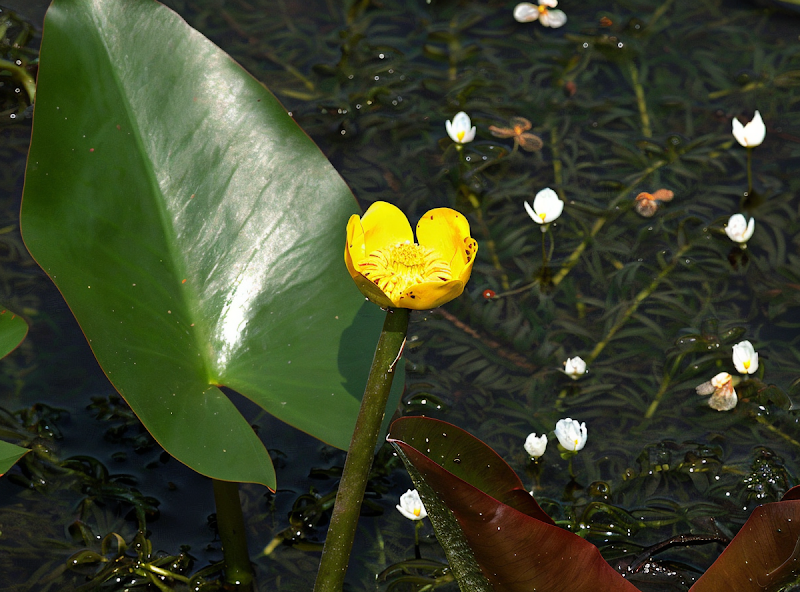 Nuphar japonica 'Rubra' con fiori rossastri che emergono da un laghetto naturale