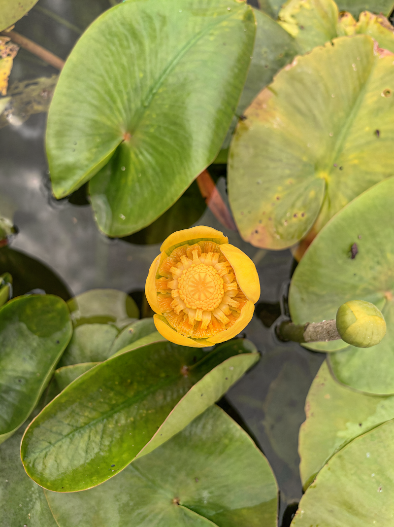 Nuphar lutea ninfea gialla in laghetto naturale fiorito