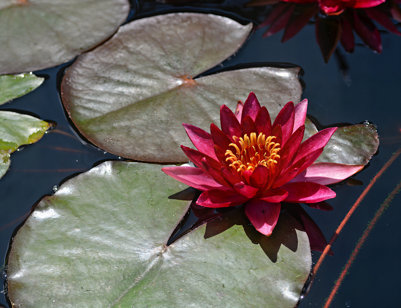 Ninfea rustica 'Atropurpurea' rossa, eleganza nello stagno Gardenaria