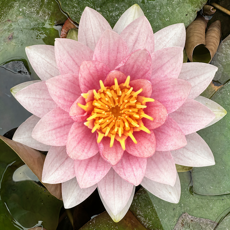 Ninfea rustica Nymphaea 'M.me Wilfon Gonnere' rosa fiorita in laghetto sereno