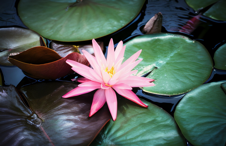 Nymphaea 'Rose Arey' ninfea rosa in fioritura su laghetto sereno