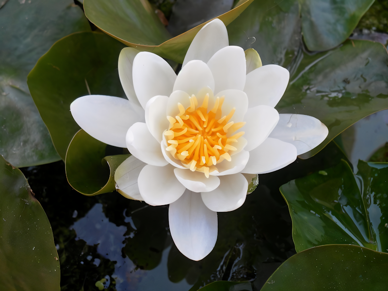 Nymphaea 'Rustica - Bianca - Virginalis' in fiore su specchio d'acqua, dettaglio floreale bianco
