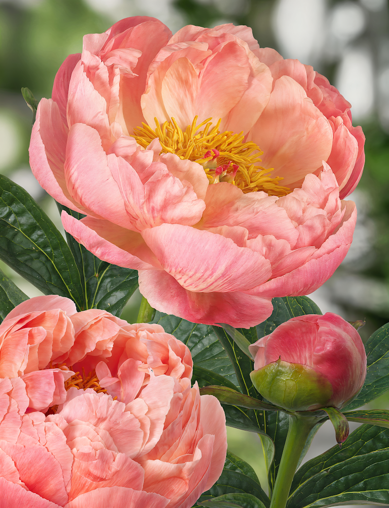 Paeonia Lactiflora Coral Charm con fiori color corallo in pieno sole