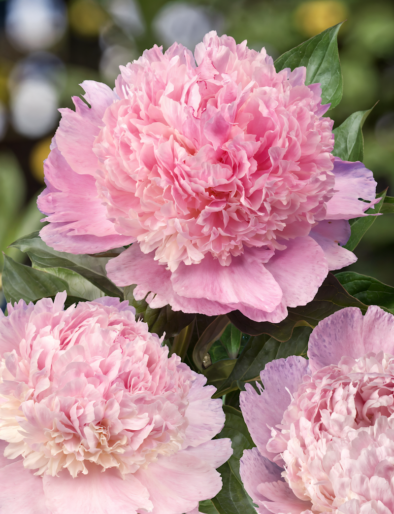 Paeonia lactiflora Angel Cheeks fiori rosa doppi e foglie verdi nel giardino.
