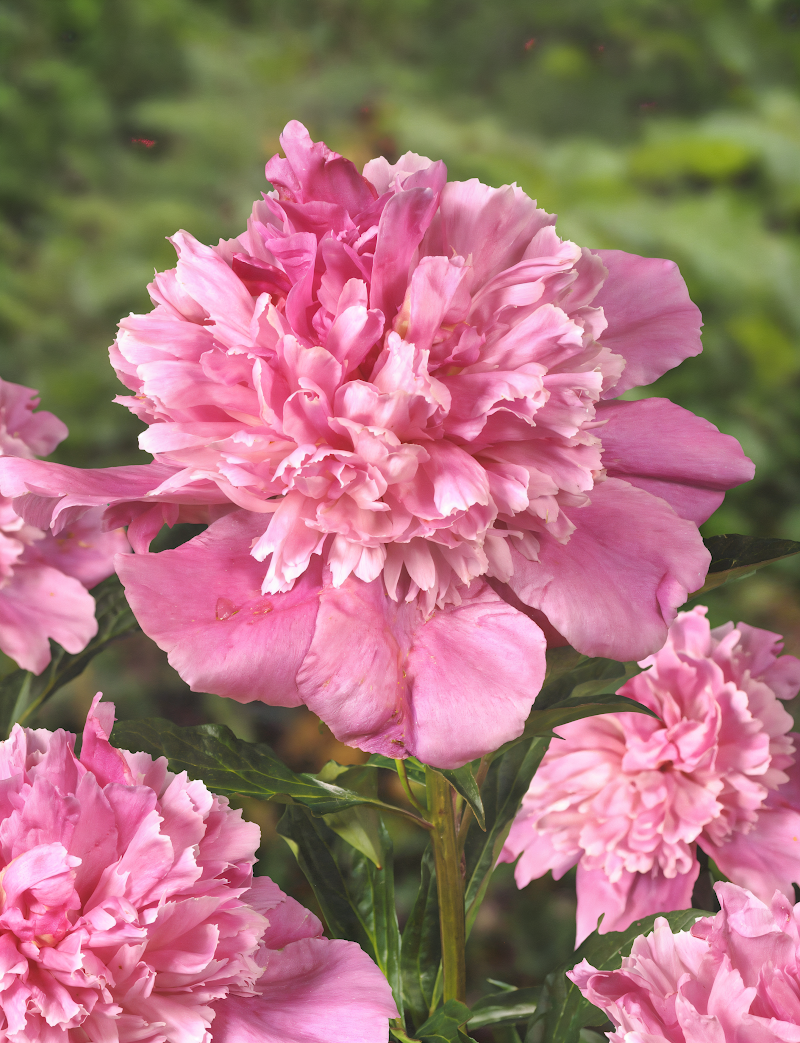 Paeonia lactiflora 'Bouquet Perfect' con i suoi magnifici fiori doppi rosa in un giardino fiorito