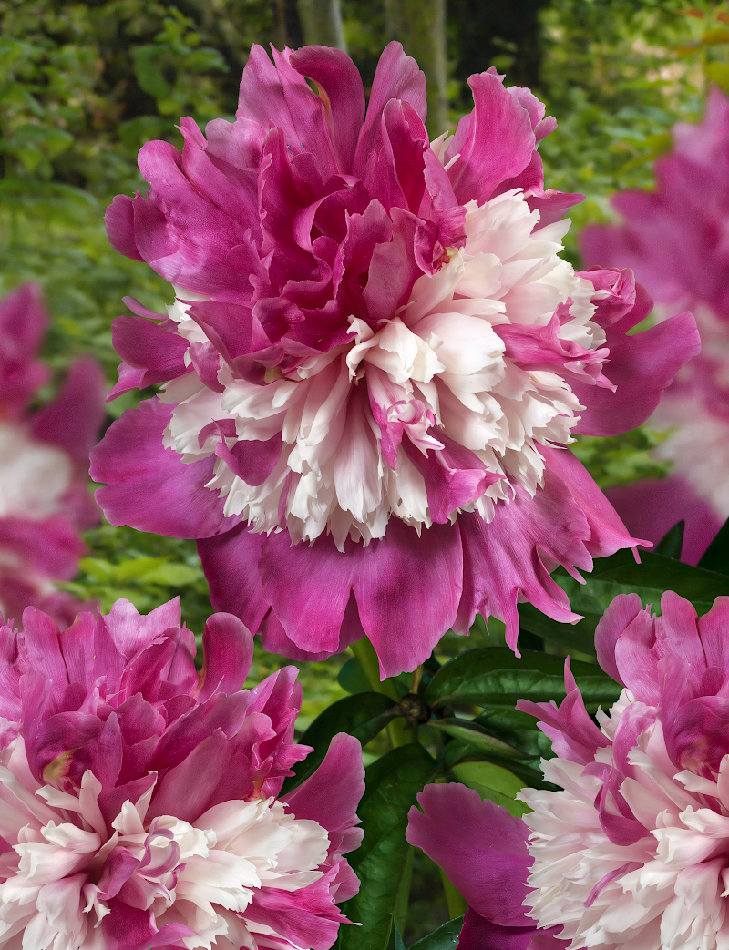 Paeonia lactiflora 'Celebrity' in piena fioritura, un'esplosione di eleganza per il garden design.