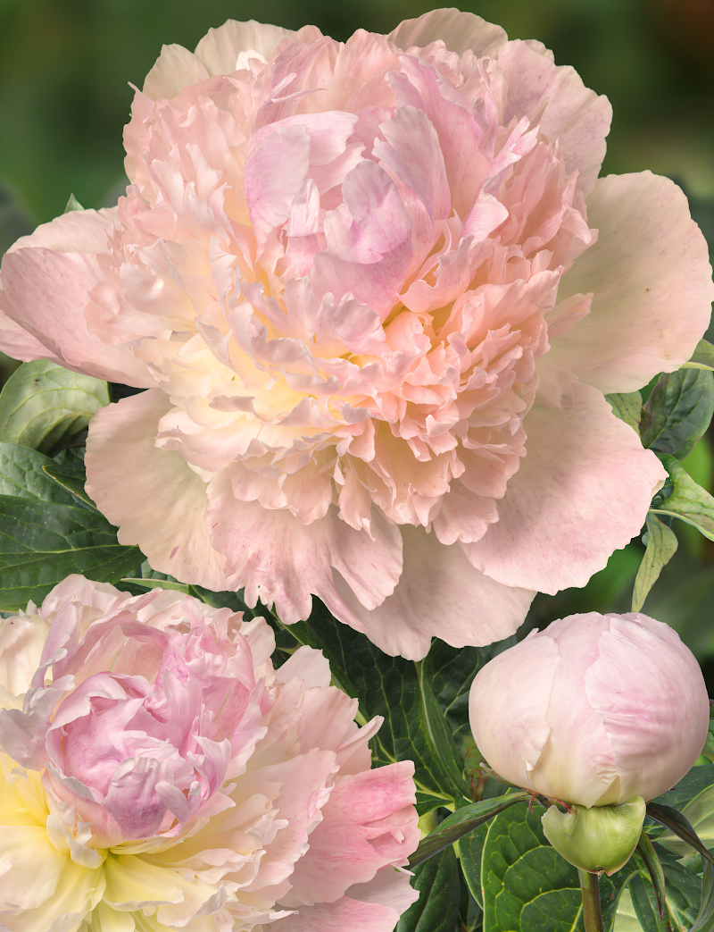 Paeonia lactiflora 'Chiffon Parfait' in piena fioritura, con i suoi fiori doppi rosa chiaro e crema