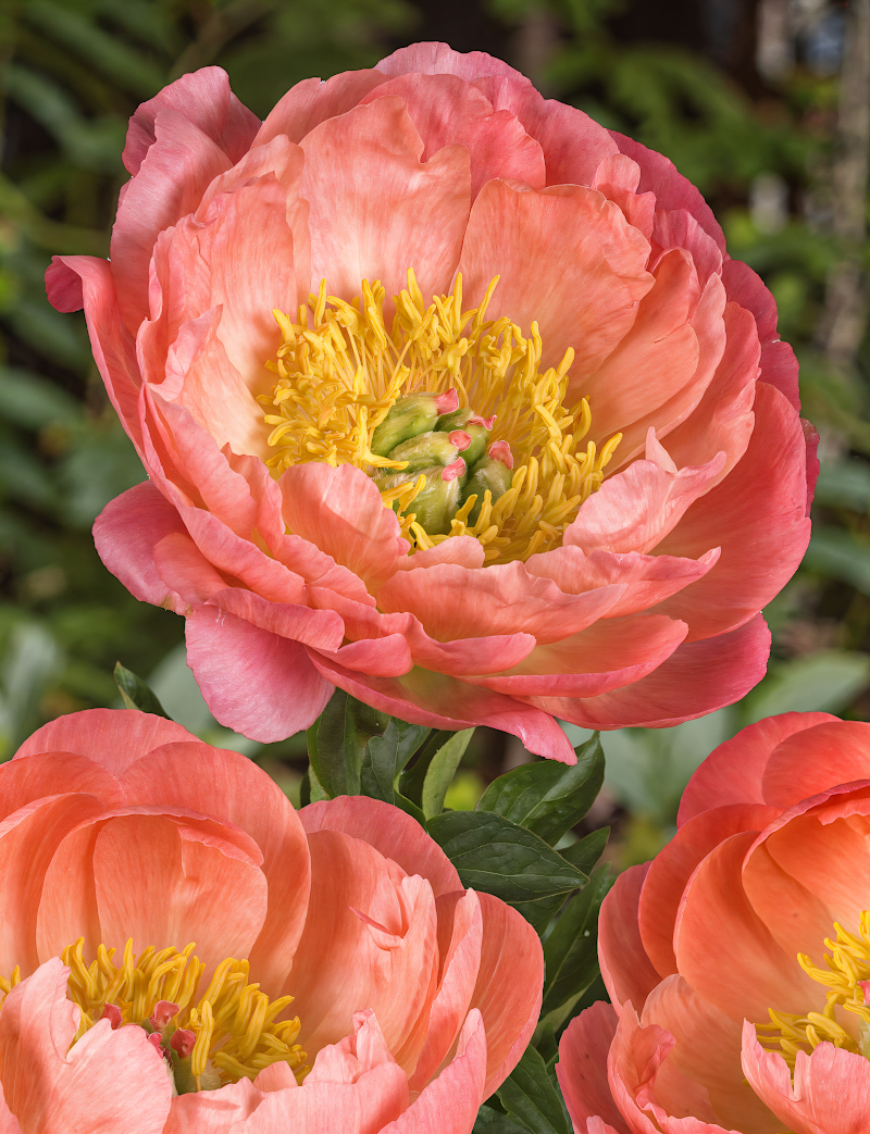 Paeonia lactiflora 'Coral Sunset': opulenti fiori color salmone in un giardino