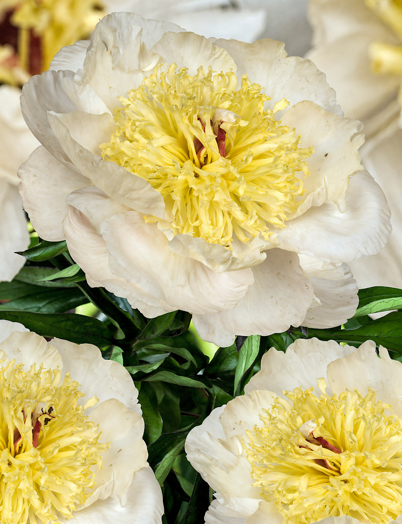 Paeonia lactiflora Gertrude Allen in piena fioritura con petali rosa pallido