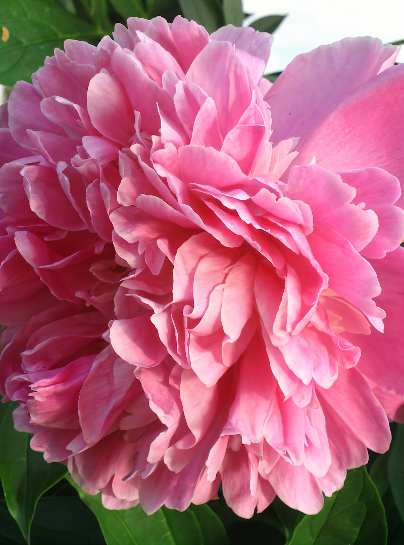 Paeonia lactiflora 'Gilbert Barthelot' in piena fioritura con fiori rosa doppi