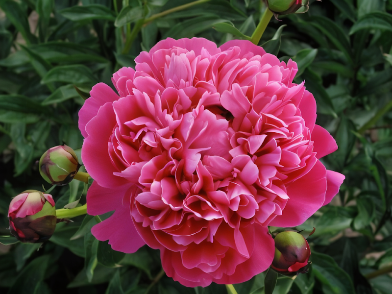 Paeonia lactiflora 'Kansas' con grandi fiori rosso-magenta in piena fioritura.