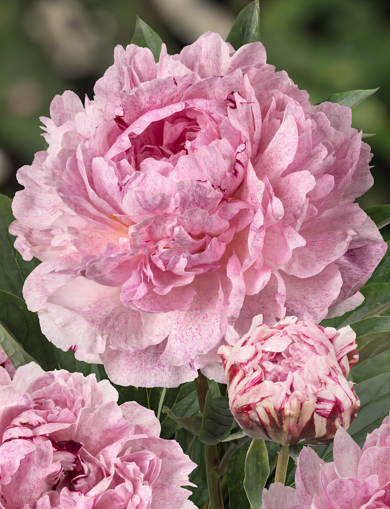 Paeonia Lactiflora L. Sarah Bernhardt Unique™ in piena fioritura, design giardino romantico