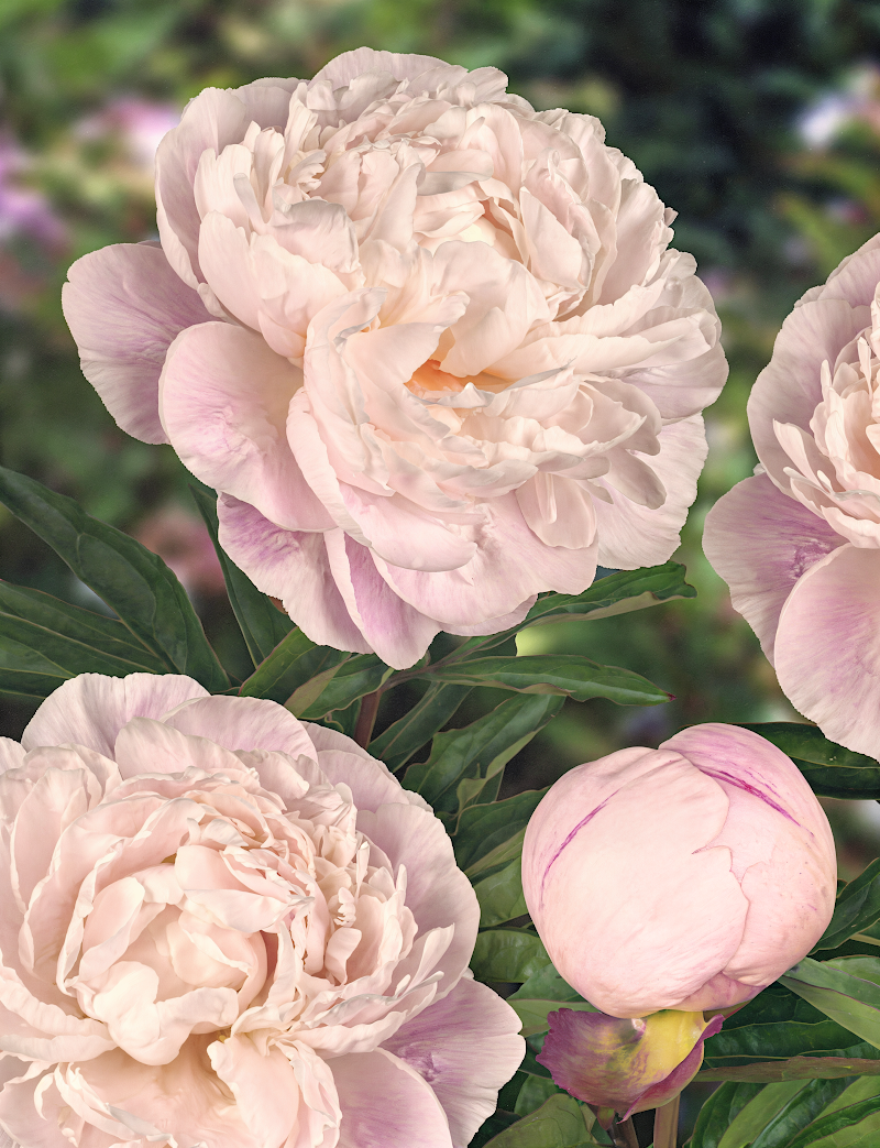 Paeonia lactiflora 'Lactiflora Gardenia' in piena fioritura, fiori bianchi eleganti in giardino