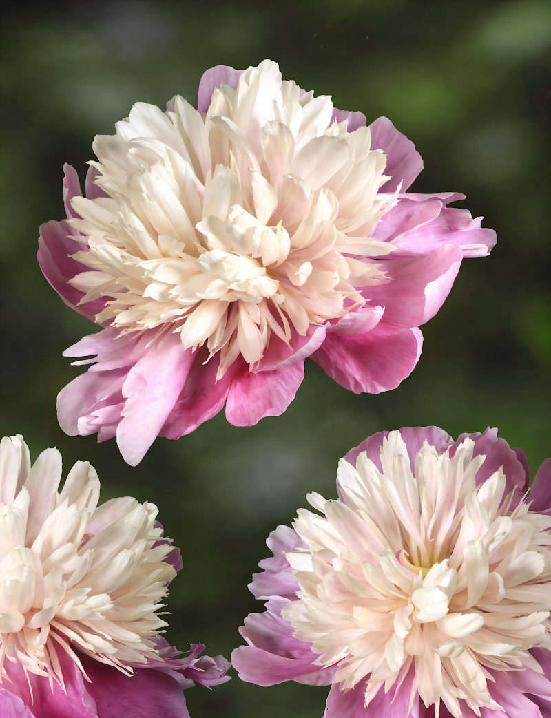 Paeonia lactiflora 'Lady Liberty' in piena fioritura, fiori bianchi eleganti in giardino.
