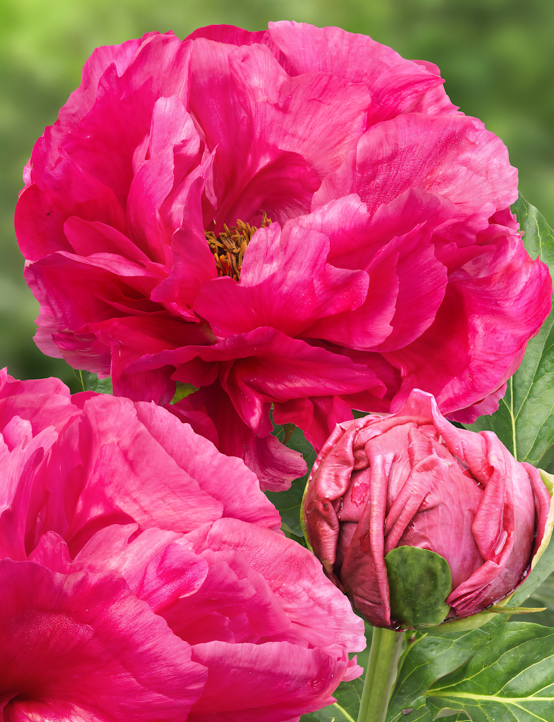 Paeonia lactiflora 'Paula Fay' in piena fioritura, un'esplosione di rosa fucsia nel giardino.