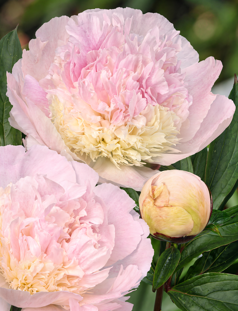 Paeonia lactiflora 'Petticoat Flounce' in piena fioritura, fiori rosa doppi nel giardino