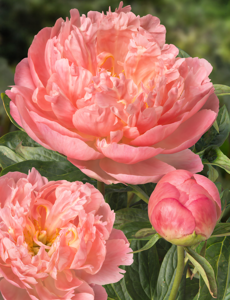Paeonia lactiflora 'Pink Hawaiian Coral' in piena fioritura, fiori rosa corallo