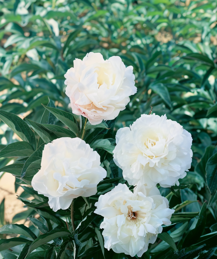 Paeonia lactiflora 'Shirley Temple' con i suoi magnifici fiori doppi bianco crema in piena fioritura in un giardino