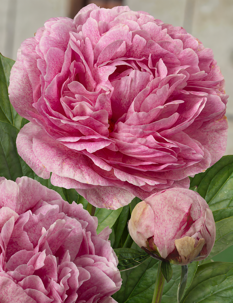Paeonia Lactiflora 'The Fawn' con fiori rosa pallido e petali screziati